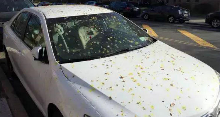 白車發(fā)黃是什么原因造成的