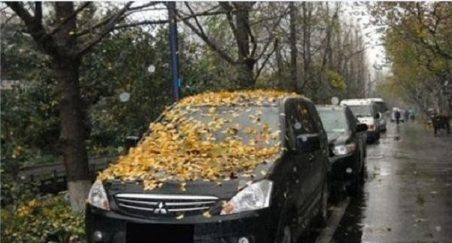 車(chē)停在樹(shù)下好不好，建議最好不要把車(chē)停在樹(shù)下