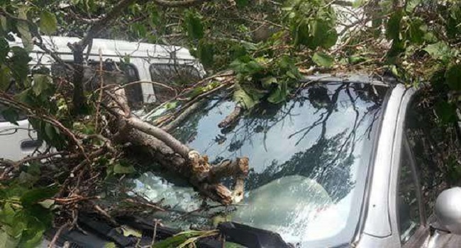 車(chē)停在樹(shù)下好不好，建議最好不要把車(chē)停在樹(shù)下